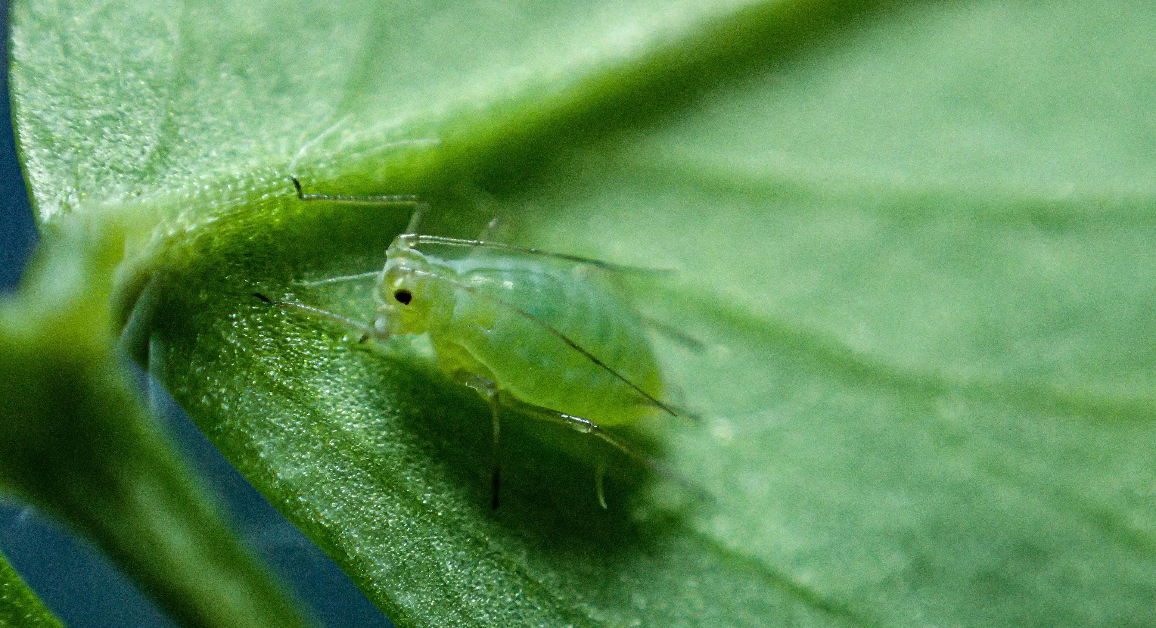 Case study: Tackling insecticide resistant bluegreen aphids in the lucerne seed landscape