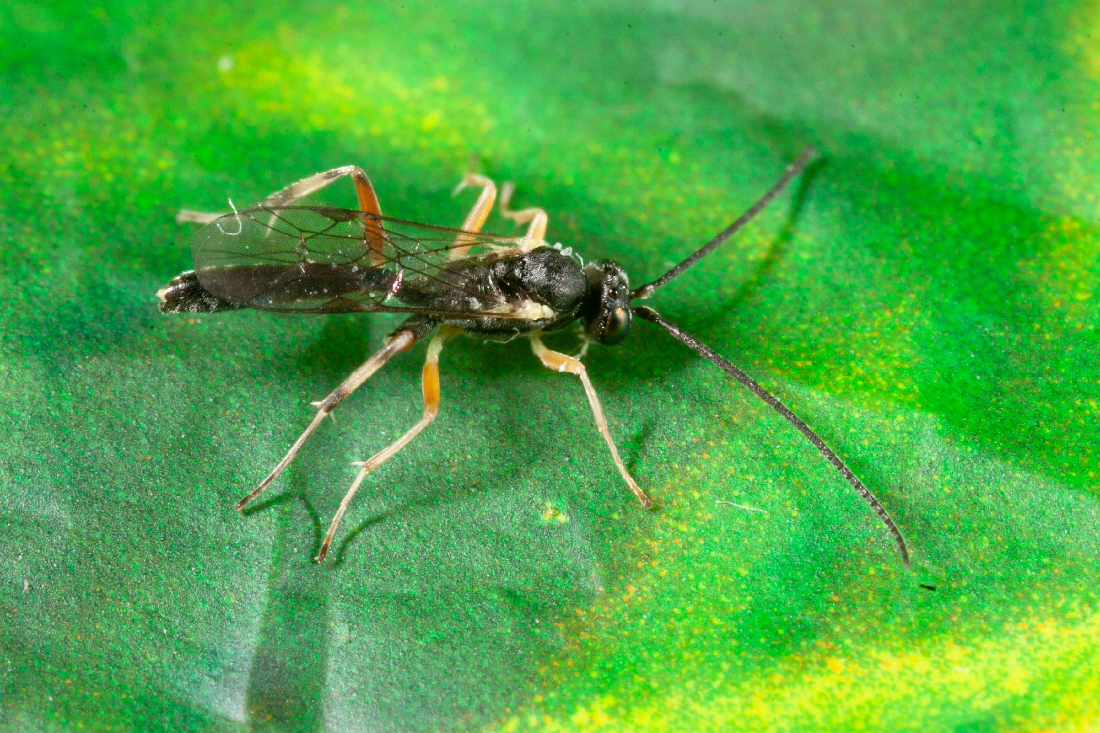 Lepidopteran larval parasitoids