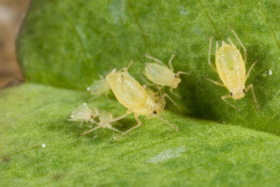 Green peach aphid