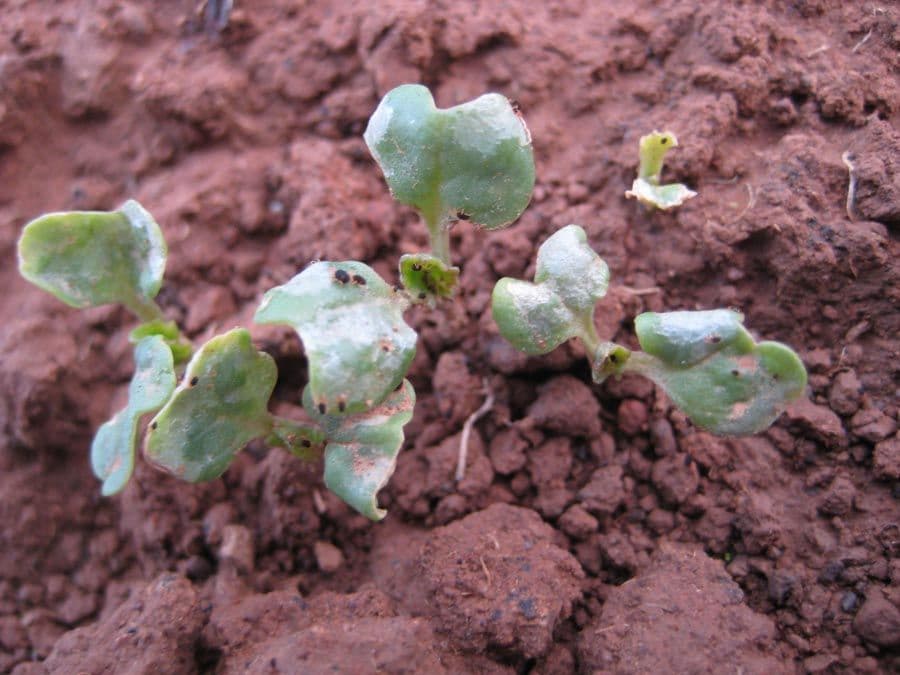 Predicting redlegged earth mite hatch dates