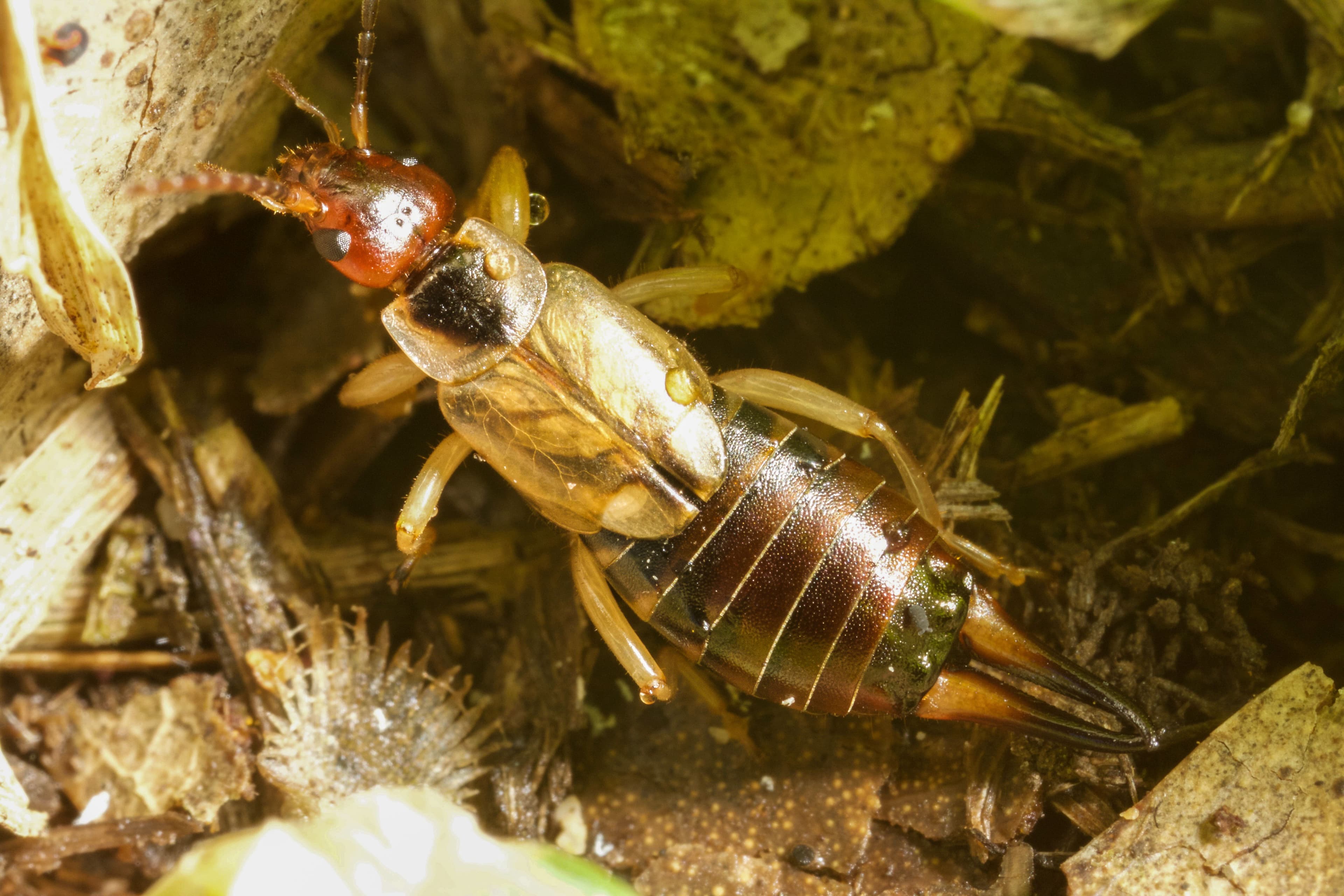 European earwig