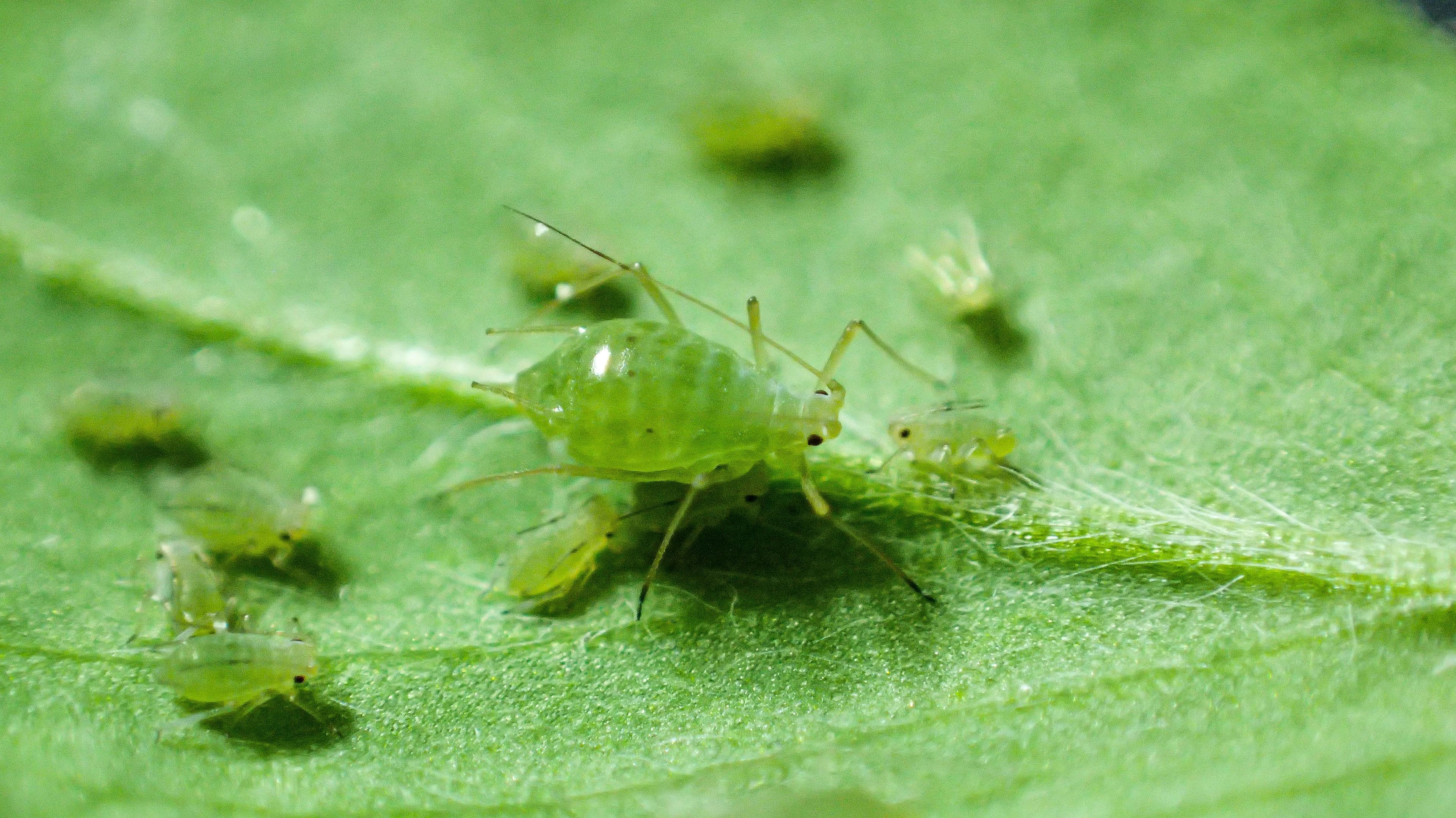 Bluegreen aphid