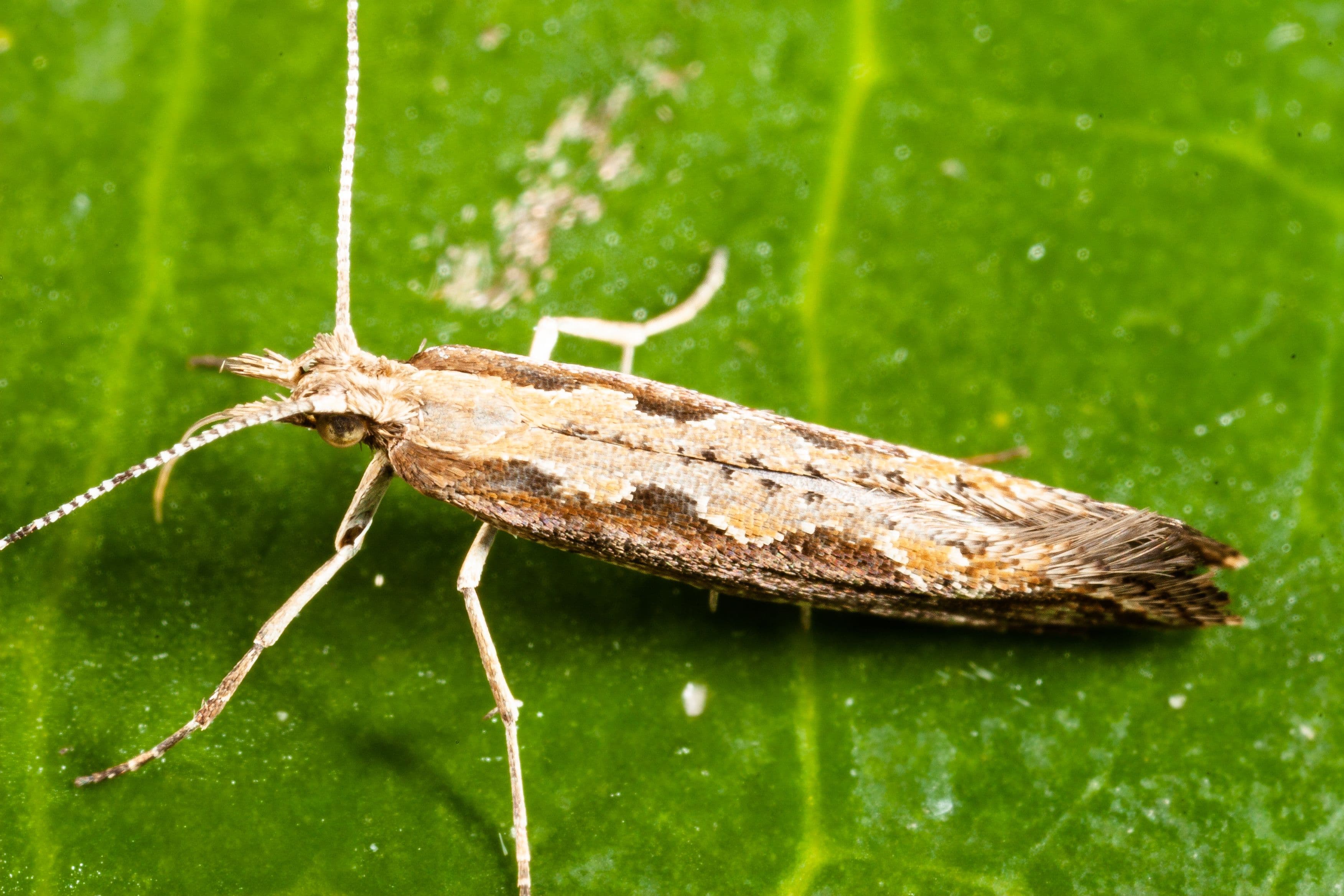Diamondback moth