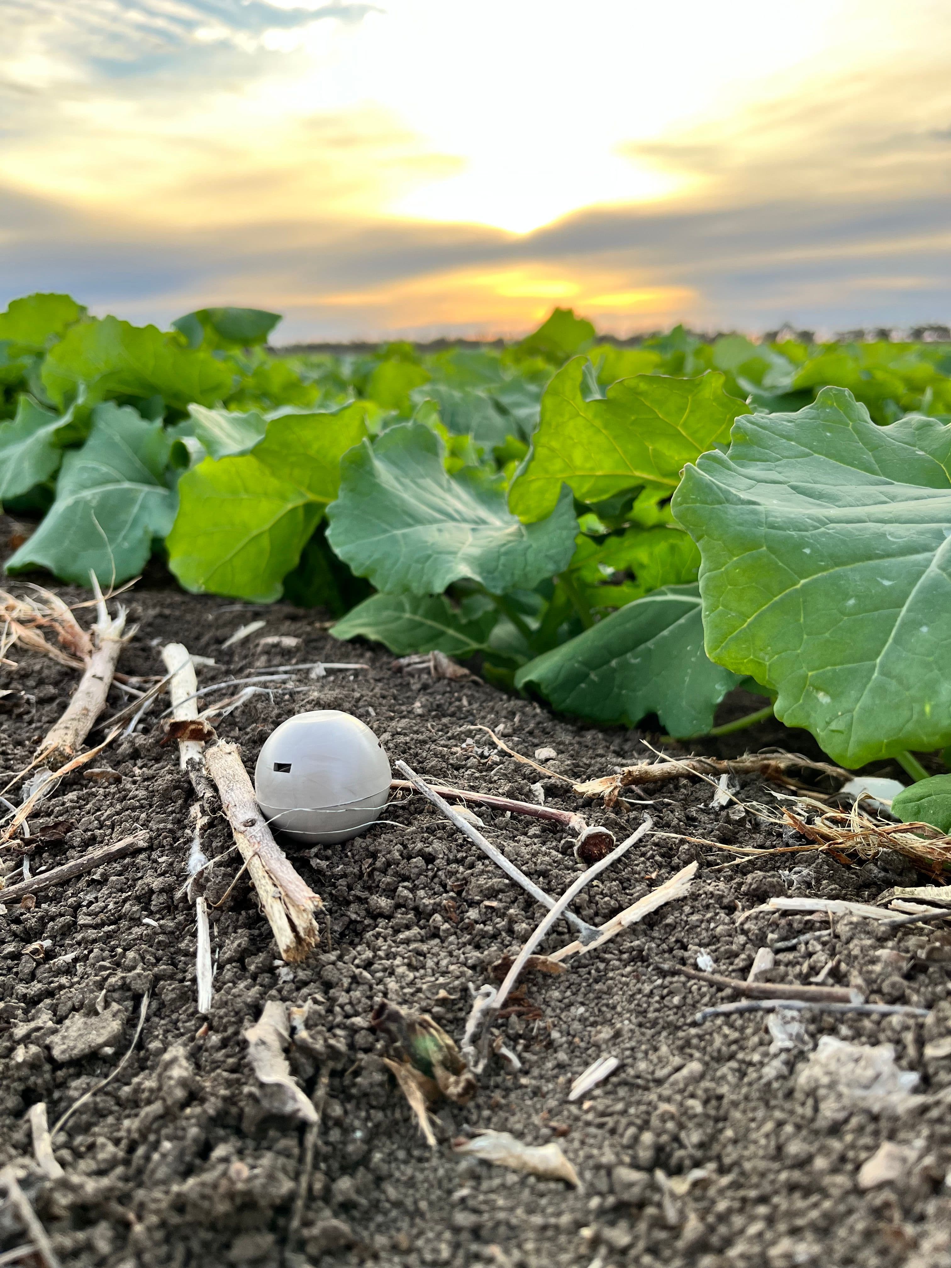 Case study: Parasitoids deployed by planes to protect crops!