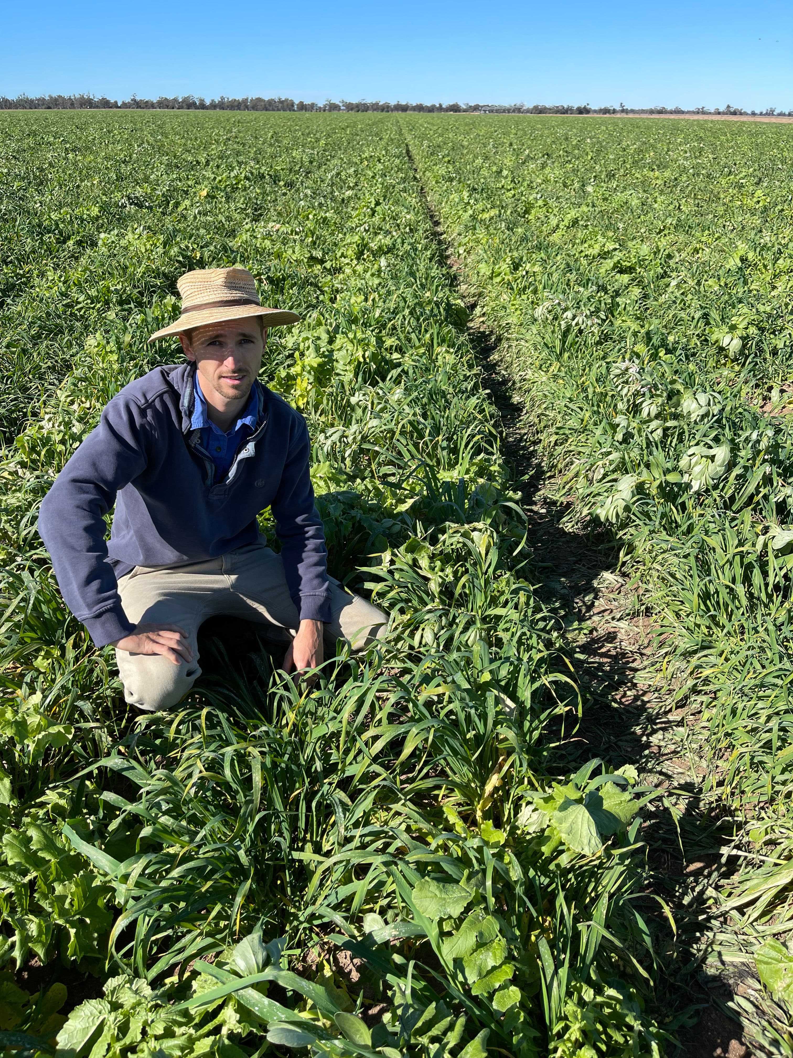 Case study: Parasitoids deployed by planes to protect crops! (Part 2)